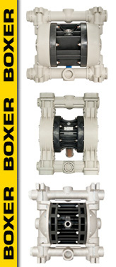 boxer
